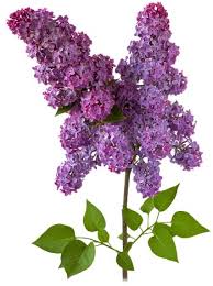 Attēlu rezultāti vaicājumam “Syringa vulgaris flower”