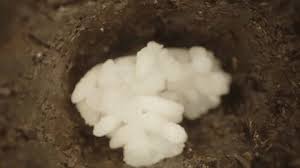 Attēlu rezultāti vaicājumam “Lindbladia tubulina macro”