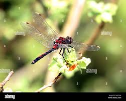 Attēlu rezultāti vaicājumam “Leucorrhinia rubicunda male”