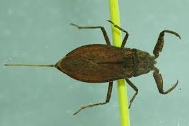 Attēlu rezultāti vaicājumam “Nepa cinerea imago”