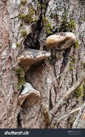 Attēlu rezultāti vaicājumam “Phellinus igniarius”