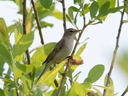 Image result for Hippolais caligata