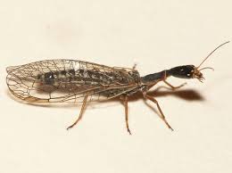 Attēlu rezultāti vaicājumam “Raphidioptera imago”