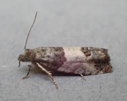 Attēlu rezultāti vaicājumam “Spilonota ocellana”