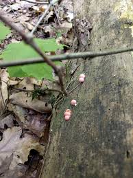 Attēlu rezultāti vaicājumam “Lycogala cf. fossiculatum young”