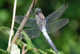 Attēlu rezultāti vaicājumam “Orthetrum cancellatum”