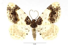 Attēlu rezultāti vaicājumam “Ligdia adustata”