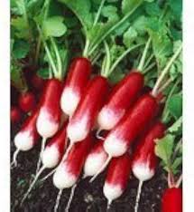 Attēlu rezultāti vaicājumam “Raphanus sativus”