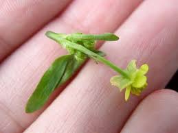Attēlu rezultāti vaicājumam “Ranunculus elatior leaf”