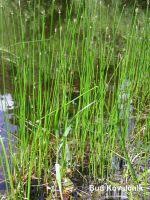 Attēlu rezultāti vaicājumam “Eleocharis quinqueflora flower”
