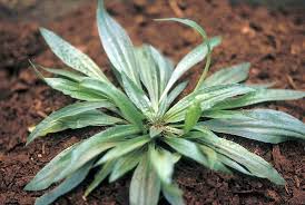 Attēlu rezultāti vaicājumam “Plantago lanceolata leaf”