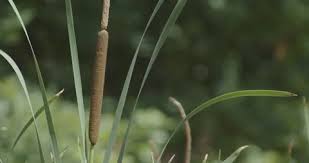 Attēlu rezultāti vaicājumam “Typha latifolia fruit”
