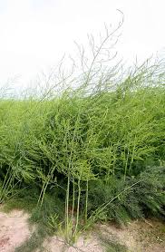 Attēlu rezultāti vaicājumam “Asparagus officinalis”