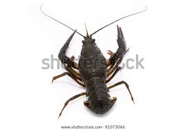 Attēlu rezultāti vaicājumam “Astacus leptodactylus”