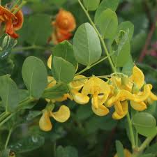 Image result for Colutea arborescens