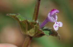 Attēlu rezultāti vaicājumam “Lamium amplexicaule”