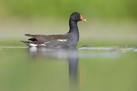 Attēlu rezultāti vaicājumam “Gallinula chloropus adult”