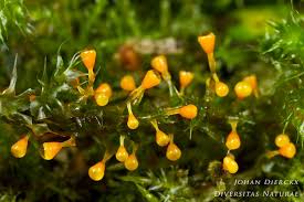 Attēlu rezultāti vaicājumam “Craterium sp.”