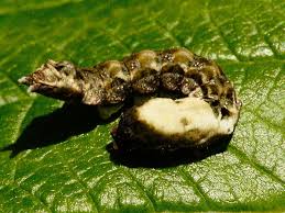 Attēlu rezultāti vaicājumam “Thyatira batis larva”