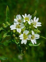 Attēlu rezultāti vaicājumam “Berteroa incana flower”