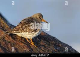 Attēlu rezultāti vaicājumam “Calidris maritima adult”
