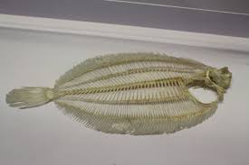 Image result for Microstomus kitt