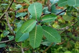 Attēlu rezultāti vaicājumam “Salix daphnoides leaf”