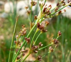 Attēlu rezultāti vaicājumam “Juncus alpinoarticulatus fruit”