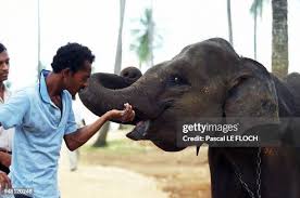 Image result for pinawella