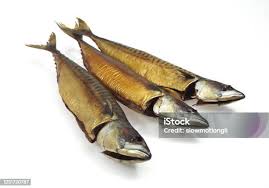 Image result for Scomber scombrus