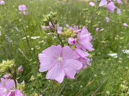 Attēlu rezultāti vaicājumam “Malva moschata flower”
