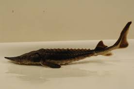 Image result for Acipenser fulvescens