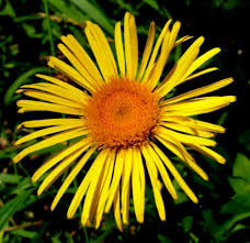 Attēlu rezultāti vaicājumam “Inula salicina leaf”