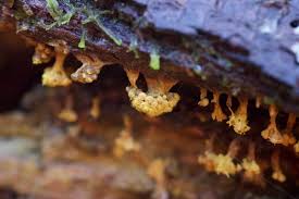 Attēlu rezultāti vaicājumam “Trichia crateriformis spores”