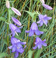 Image result for Campanula rapunculoides