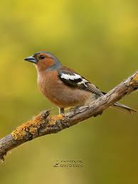 Attēlu rezultāti vaicājumam “Fringilla coelebs”