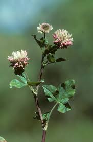 Attēlu rezultāti vaicājumam “Trifolium hybridum flower”