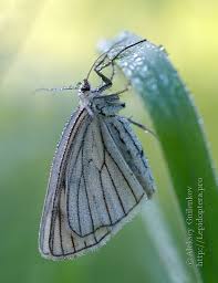 Attēlu rezultāti vaicājumam “Siona lineata”
