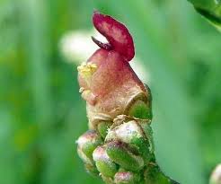 Attēlu rezultāti vaicājumam “Scrophularia nodosa leaf”