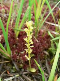 Attēlu rezultāti vaicājumam “Hammarbya paludosa”