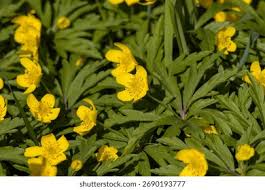 Attēlu rezultāti vaicājumam “Anemone ranunculoides leaf”