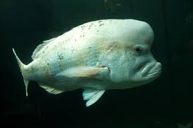 Image result for Polysteganus undulosus