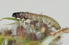 Attēlu rezultāti vaicājumam “Depressaria depressana”