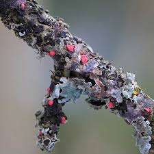 Attēlu rezultāti vaicājumam “Illosporiopsis christiansenii”