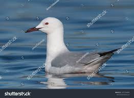 Image result for Chroicocephalus genei