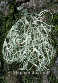 Attēlu rezultāti vaicājumam “Ramalina farinacea”