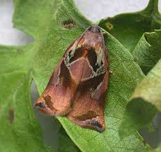 Attēlu rezultāti vaicājumam “Archips podana female”