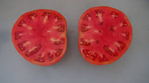 Afbeeldingsresultaat voor 1884 purple tomato