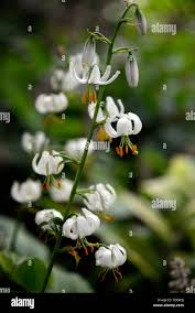 Image result for Lilium martagon Alba