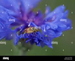 Attēlu rezultāti vaicājumam “Lygus pratensis imago”